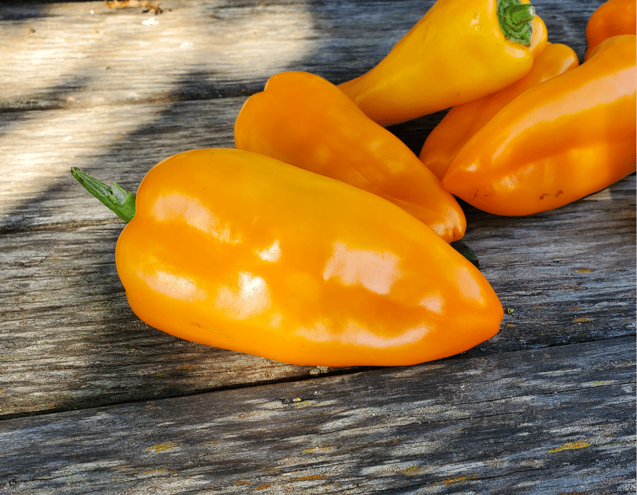 Légumes-grosses graines-photo paquet-sweet pepper-astor F1